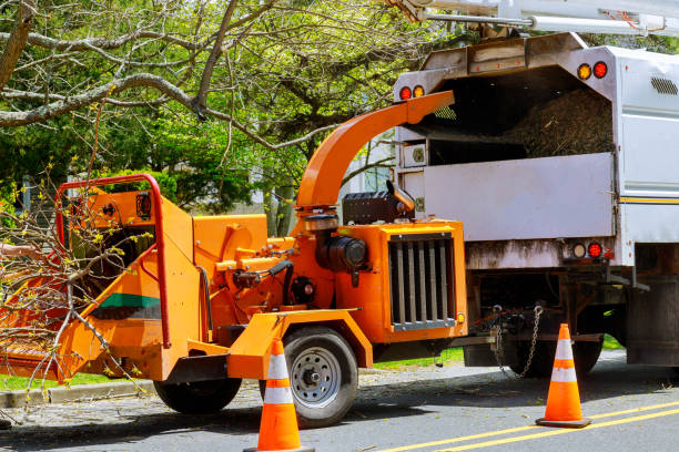 Best Tree Preservation Services  in Highlands, NC