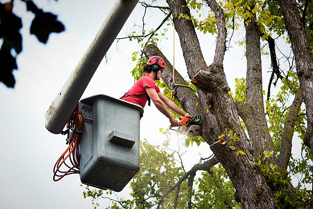 Professional Tree Removal in Highlands, NC