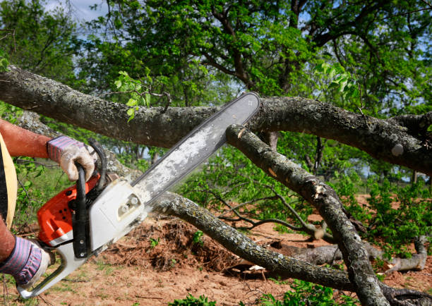 How Our Tree Care Process Works  in  Highlands, NC